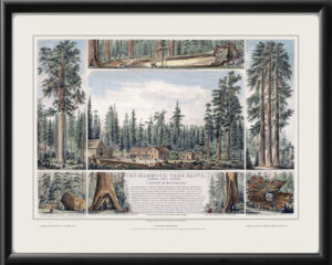 Mammoth Tree Grove, Calaveras County 1855